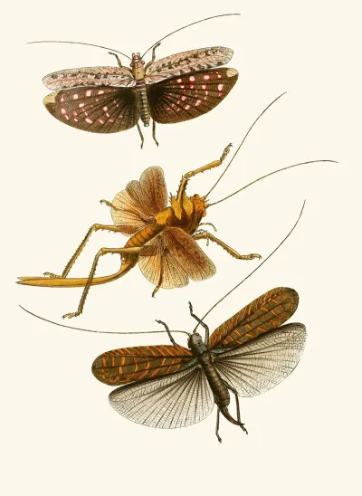 The Cabinet Of Oriental Entomology Pl Xvii