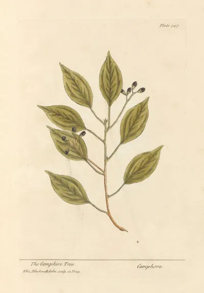 The Camphire Tree