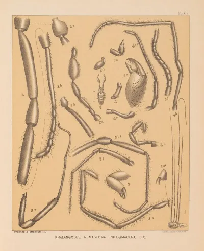 The Cave Fauna Of North America Pl 14