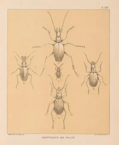 The Cave Fauna Of North America Pl 18