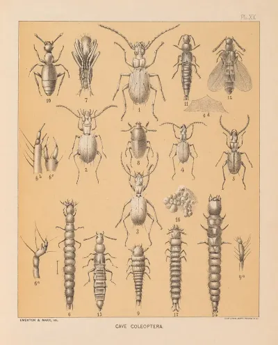 The Cave Fauna Of North America Pl 20