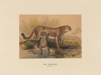 The Cheetah 2
