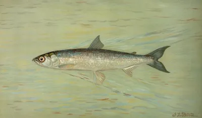 The Cisco Of Lake Geneva Wis Argyrocomus Artedi Sisco