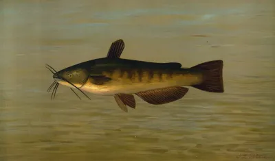 The Common Bullhead Or Horned Pout Amiurus Nebulosus