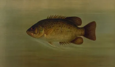 The Common Sunfish Eupomotis Gibbosus
