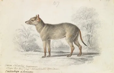 The Crabodage Or Surinam Aguara Dog