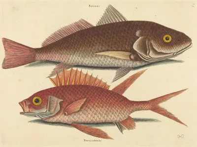 The Croker Perca Undulata