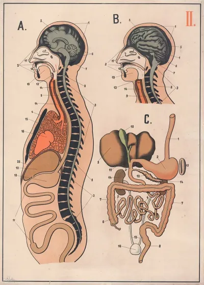 The Digestive System 2