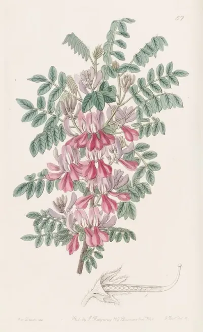 The Dosua Indigo