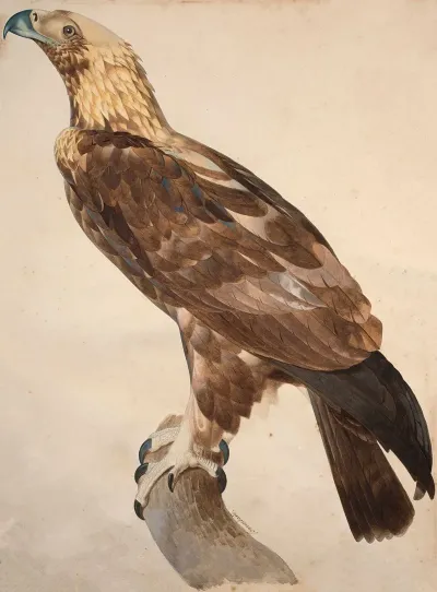 The Eagle Of Thebes
