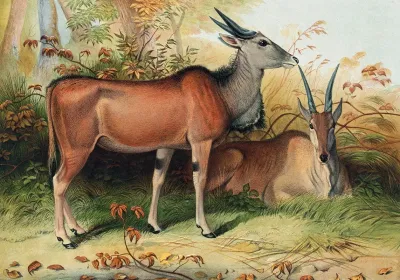 The Eland