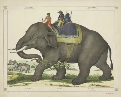 The Elephant