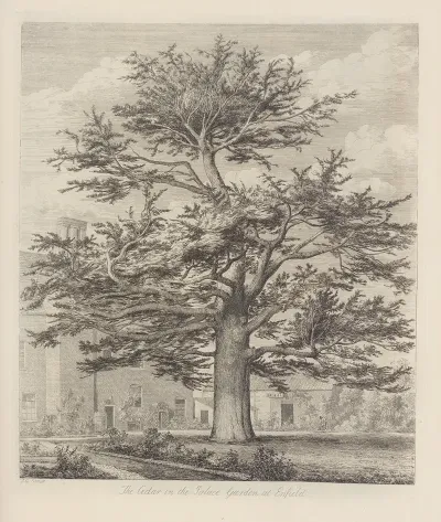 The Enfield Cedar