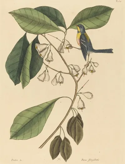 The Finch Creeper Parus Americanus