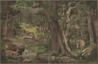 The Forest 6