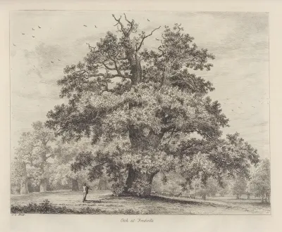 The Fredville Oak Beauty