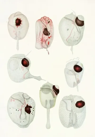 The Free Living Unarmored Dinoflagellata Pl 12