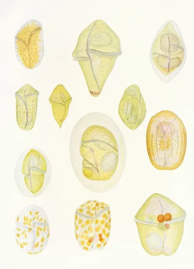 The Free Living Unarmored Dinoflagellata Pl 1