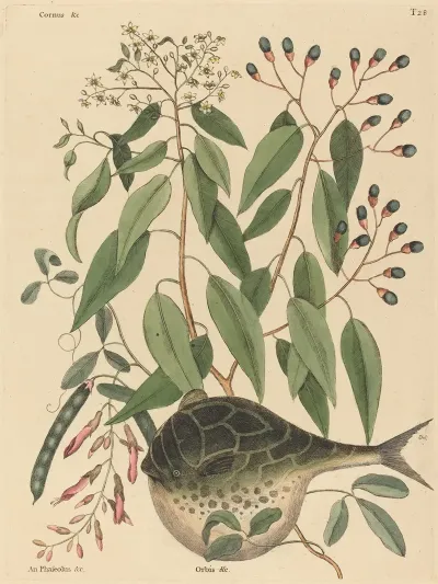 The Globe Fish Tetrodon Lagocephalus