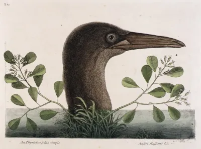The Great Booby An Thymelaea Foliis Obtusis Anseri Bassano C