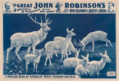 The Great John Robinsons 4 Ring Circus A Monster Herd Of American White Antelope And Deer