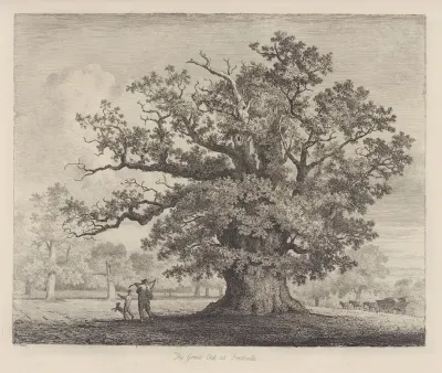 The Great Oak At Fredville