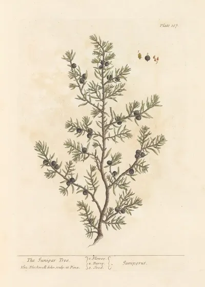 The Juniper Tree