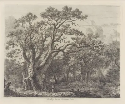 The King Oak In Savernake Forest