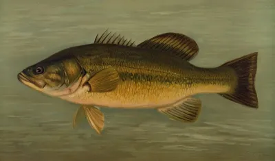 The Large Mouthed Black Bass Micropterus Salmoides