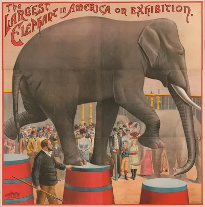 The Largest Elephant In America On Exhibition