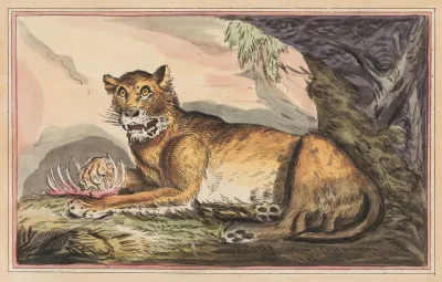 The Lioness