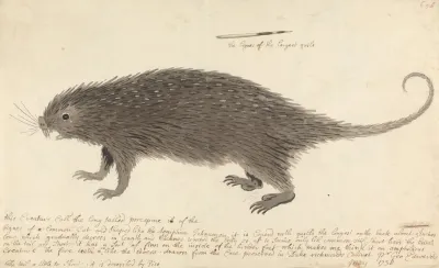 The Long Tailed Porcupine