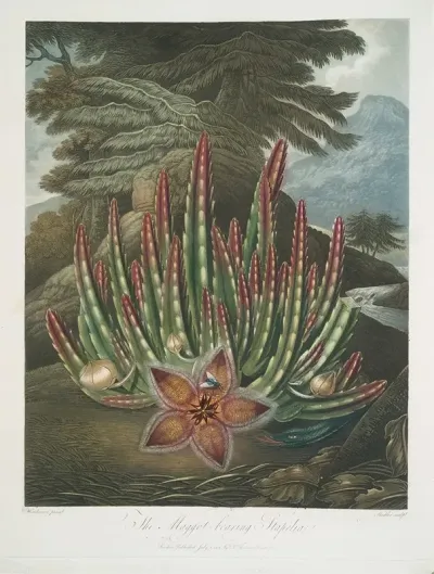 The Maggot Bearing Stapelia