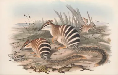 The Mammals Of Australia Pl 004