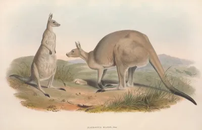 The Mammals Of Australia Pl 038