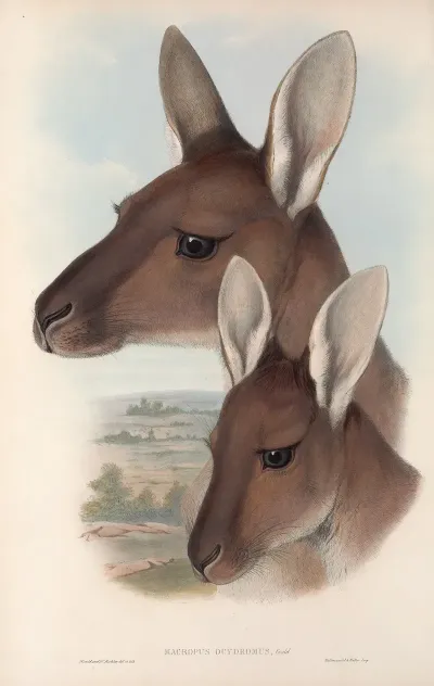 The Mammals Of Australia Pl 039