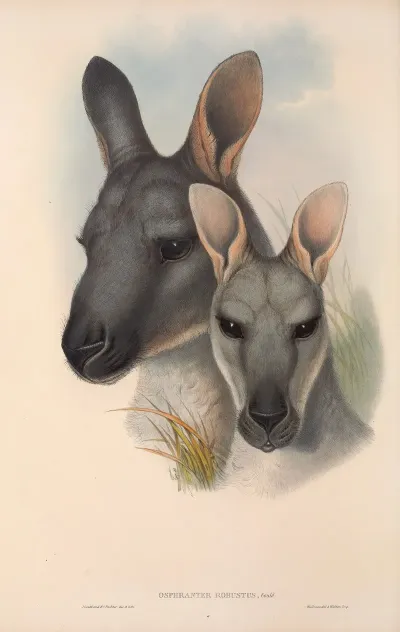 The Mammals Of Australia Pl 046