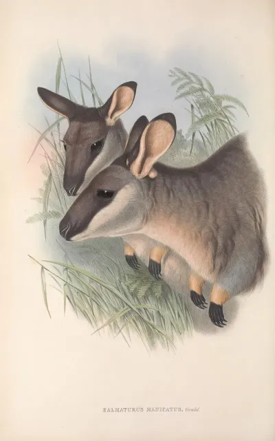 The Mammals Of Australia Pl 056
