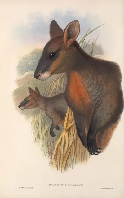 The Mammals Of Australia Pl 058