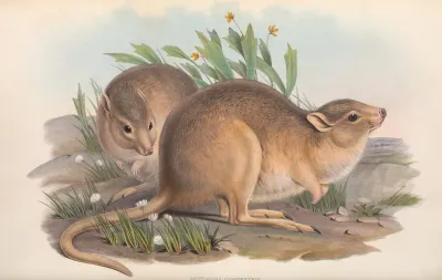 The Mammals Of Australia Pl 102