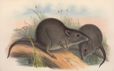 The Mammals Of Australia Pl 105