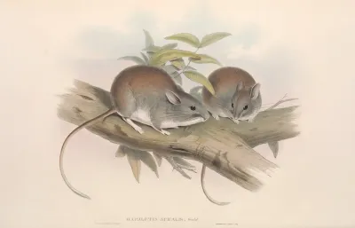 The Mammals Of Australia Pl 108