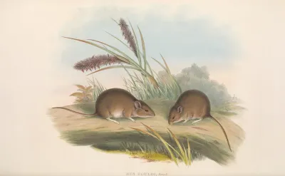 The Mammals Of Australia Pl 125