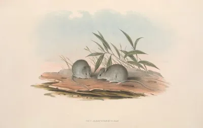 The Mammals Of Australia Pl 127