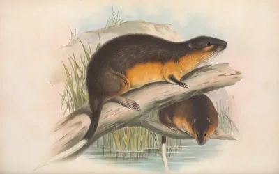 The Mammals Of Australia Pl 130