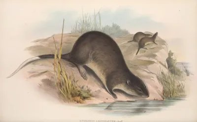 The Mammals Of Australia Pl 132