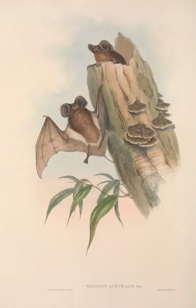 The Mammals Of Australia Pl 137