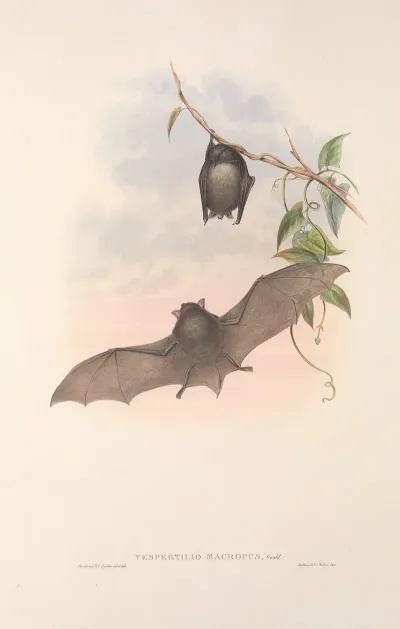 The Mammals Of Australia Pl 153