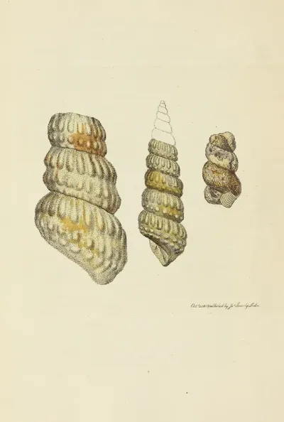 The Mineral Conchology Of Great Britain Pl 037