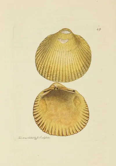 The Mineral Conchology Of Great Britain Pl 050